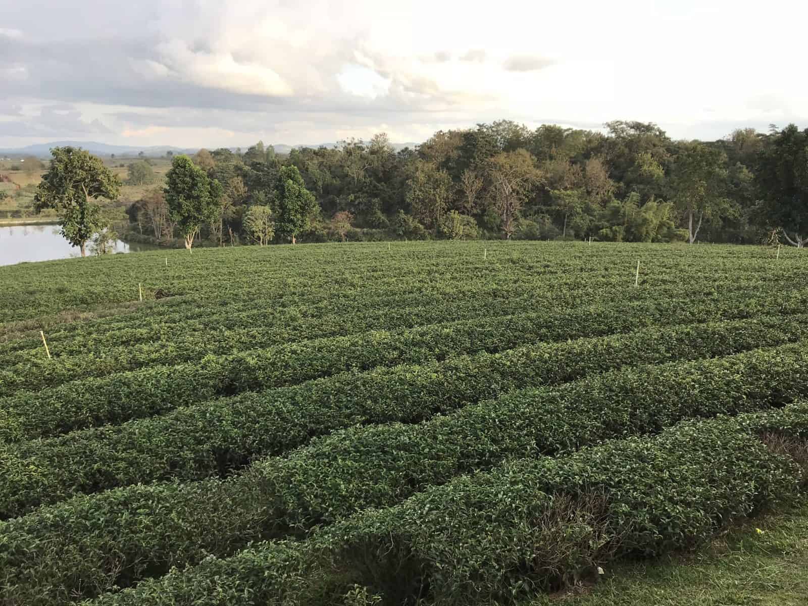 Our Tea Manufacturing Processes
