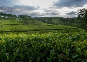 Bangladesh Halda Valley Tea Estate